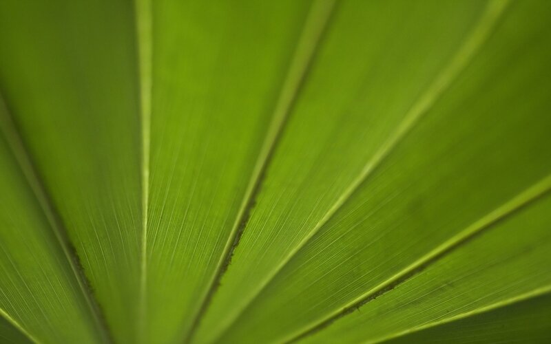Close-up of a green leaf