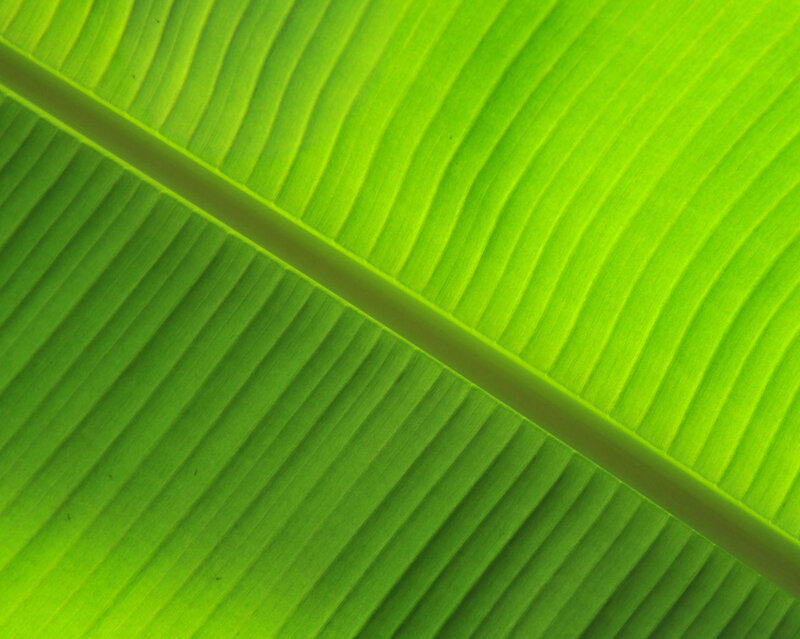 Close-up of a green leaf