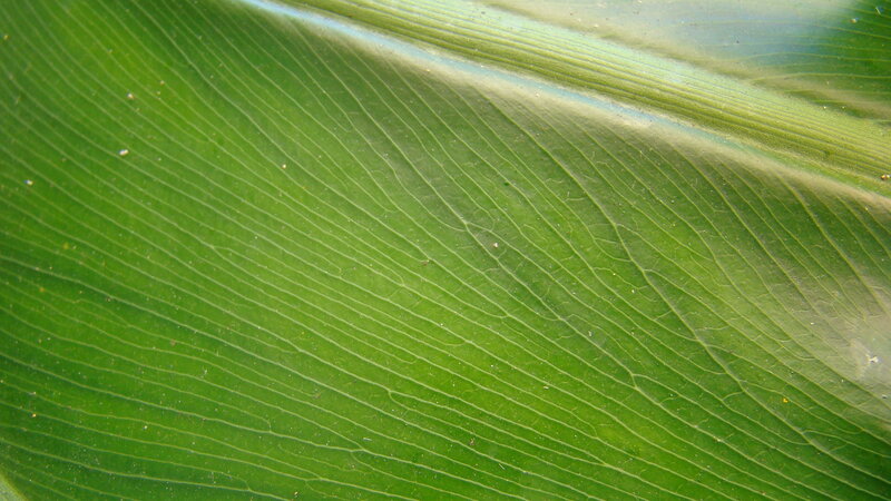 Close-up of a green leaf