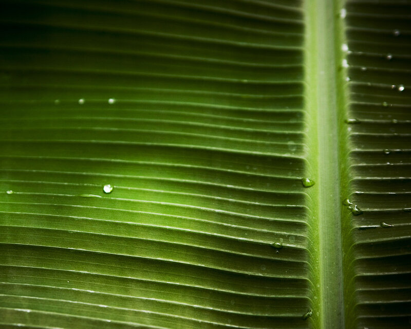 Close-up of a green leaf