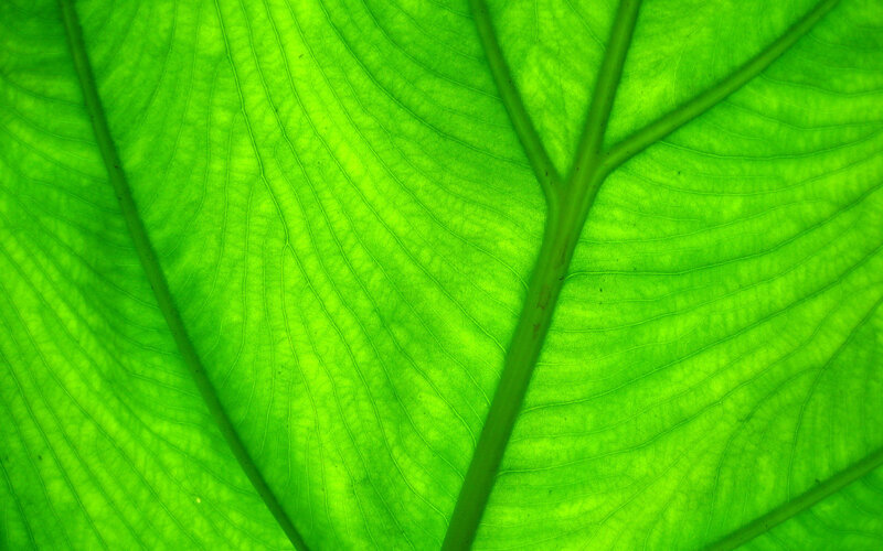 Close-up of a green leaf