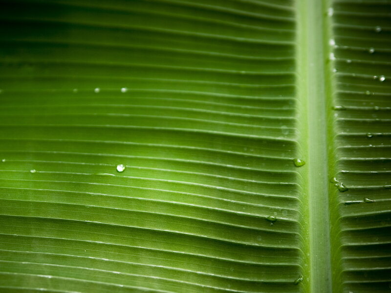 Close-up of a green leaf