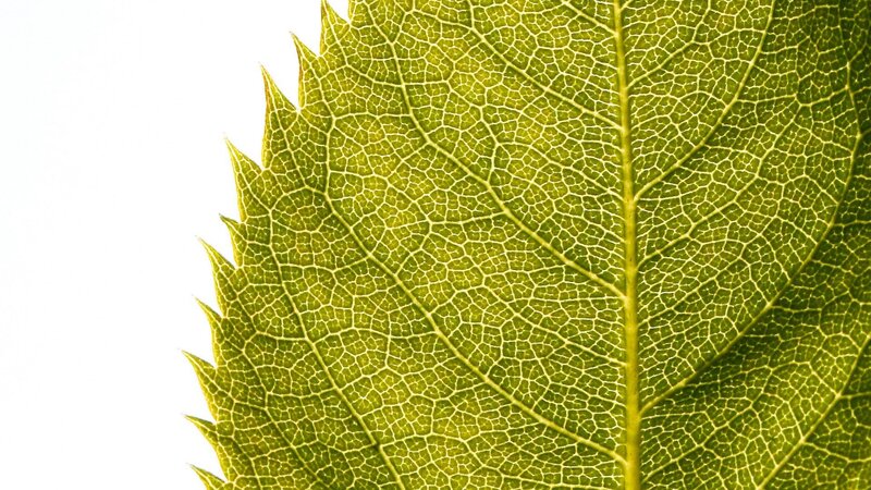 Close-up of a Green Leaf — Calm