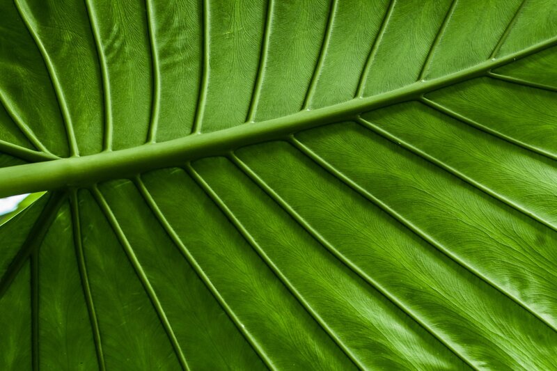 Close-up of a Green Leaf — Natural
