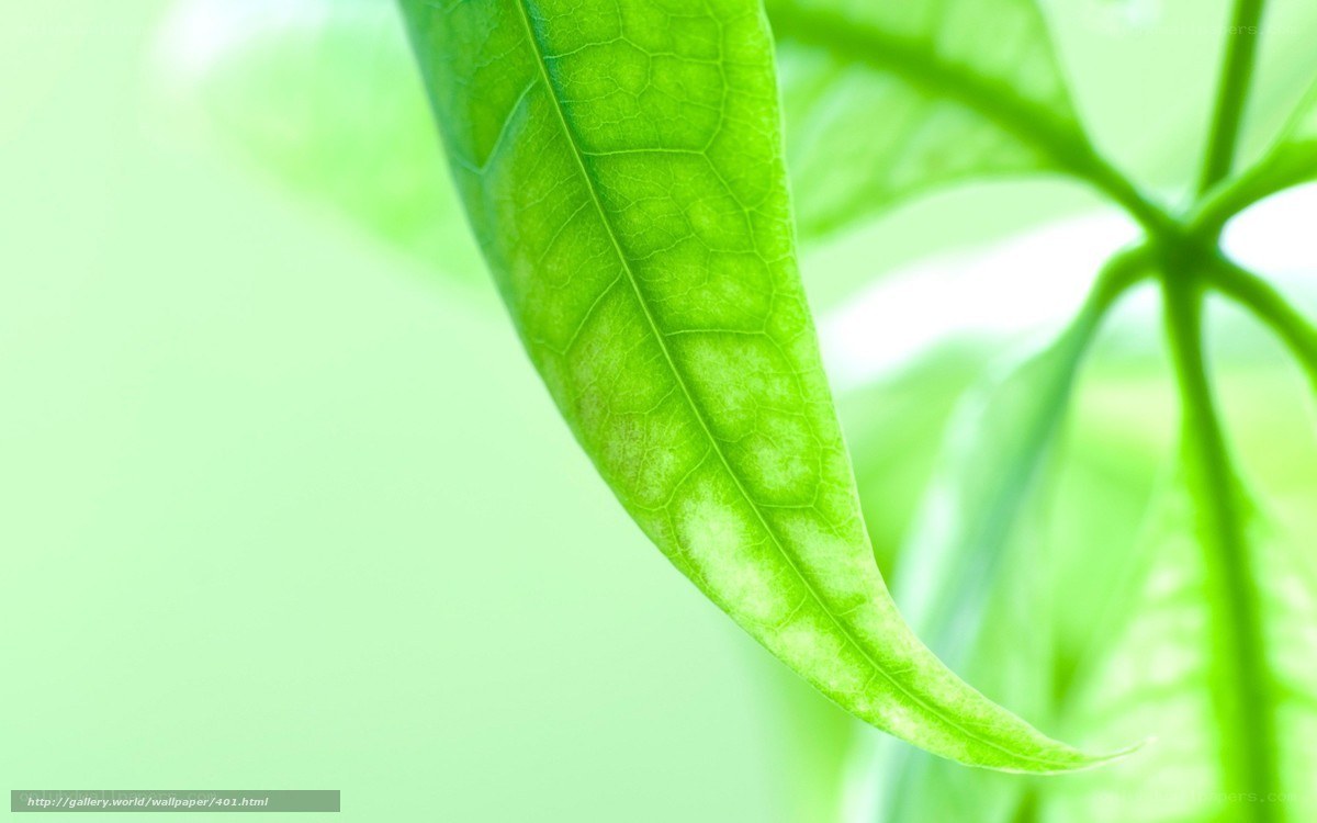 Close-up of a green leaf