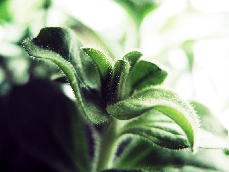 Close-up of a green leafy plant