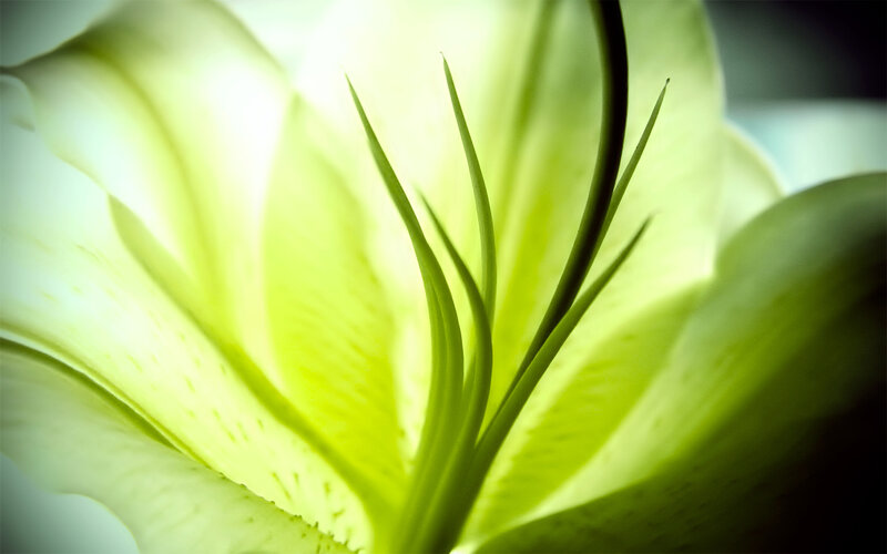 Close-up of a green lily