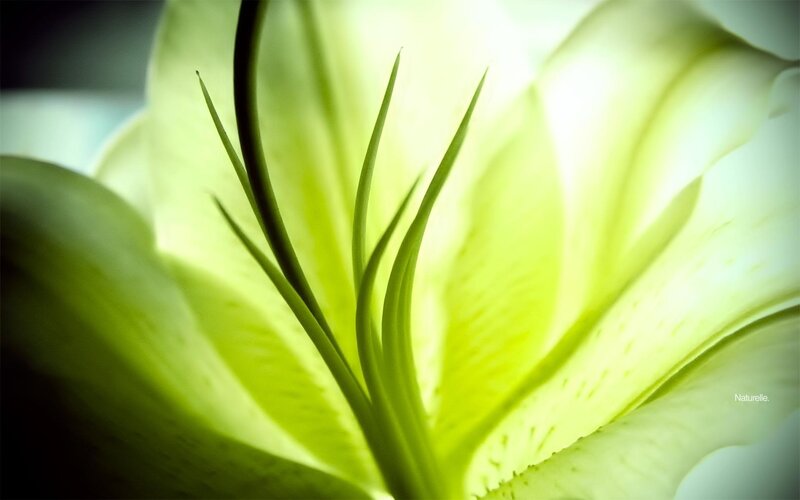 Close-up of a green lily