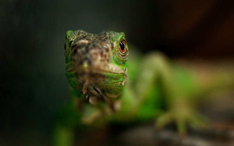 Close-up of a green lizard