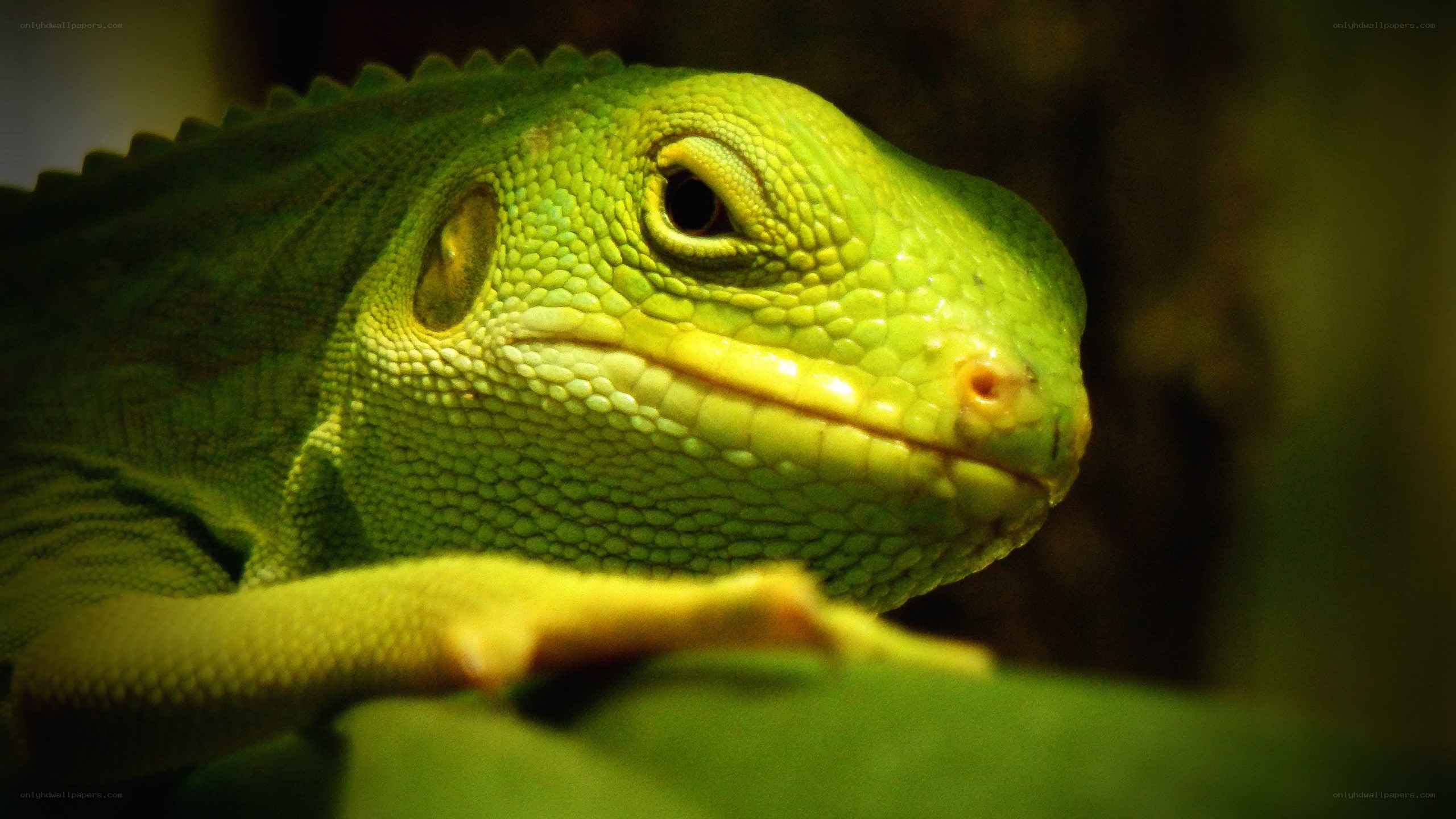 close-up of a green lizard