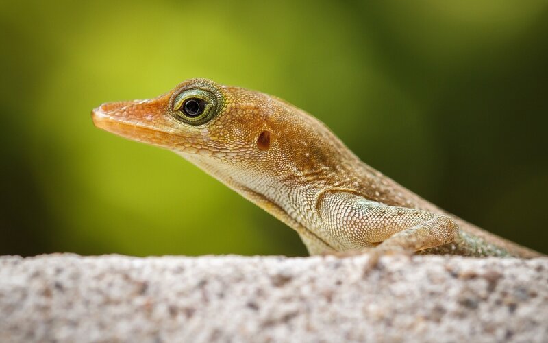 close-up of a green lizard