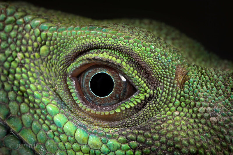 close-up of a green lizard's eye