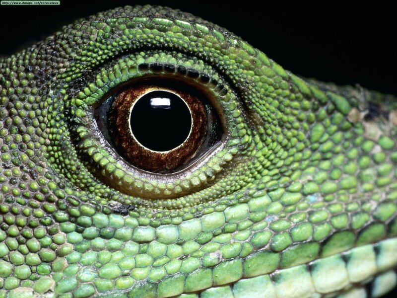 Close-up of a green lizard's eye