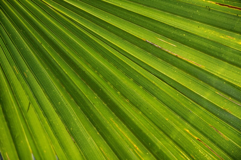 close-up of a green palm leaf
