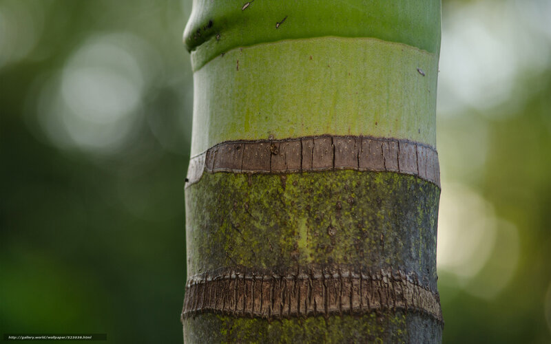 Close-up of a green palm tree trunk