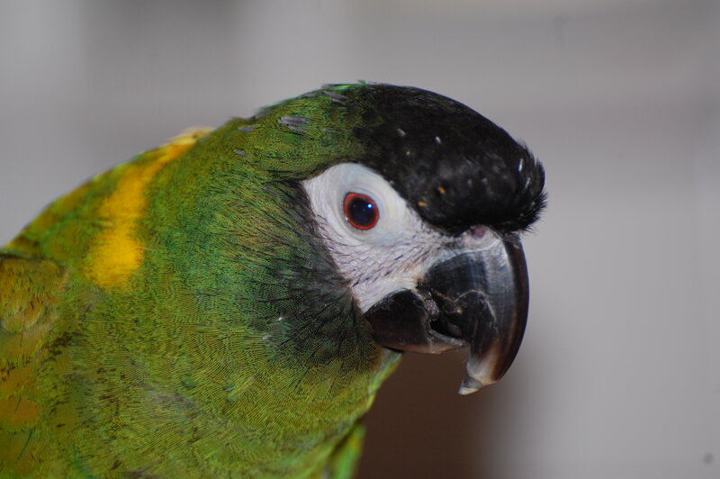 close-up of a green parrot