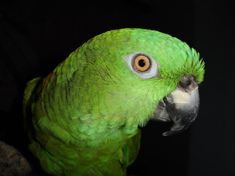 Close-up of a green parrot