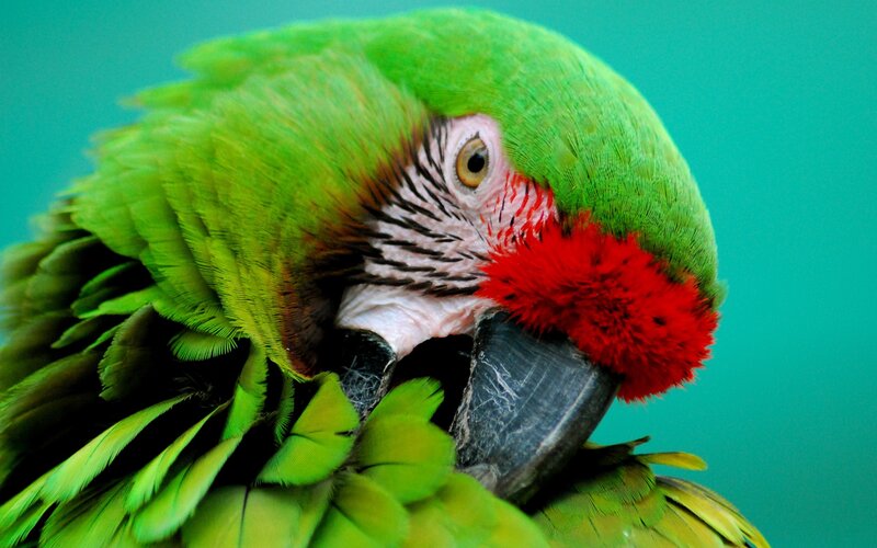 Close-up of a green parrot