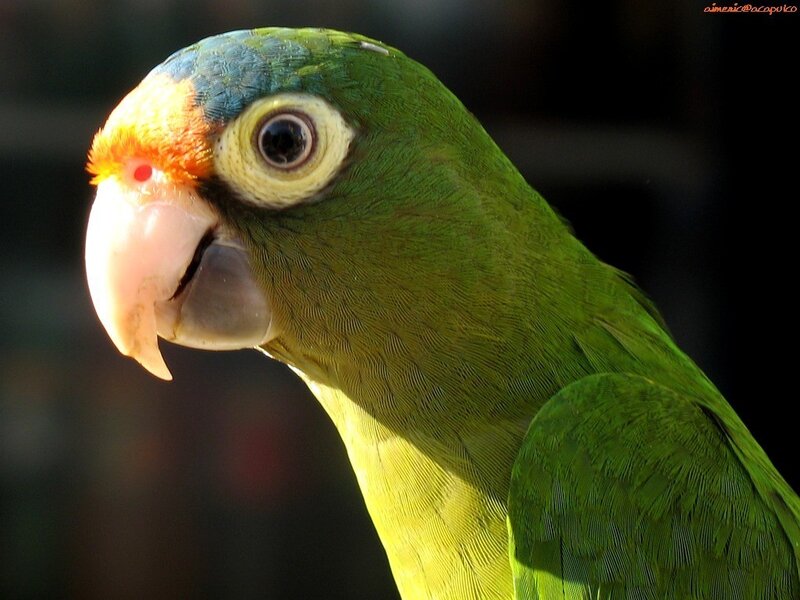 Close-up of a green parrot