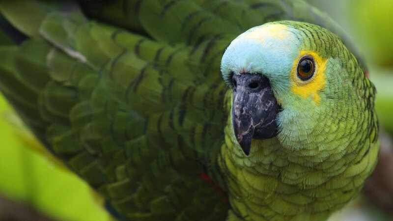 Close-up of a green parrot