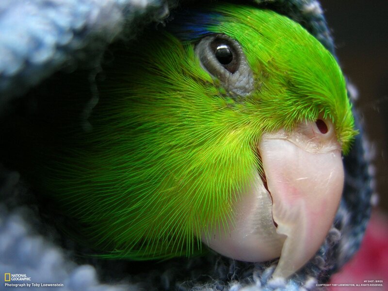 Close-up of a green parrot