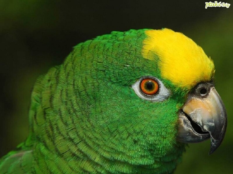 Close-up of a green parrot