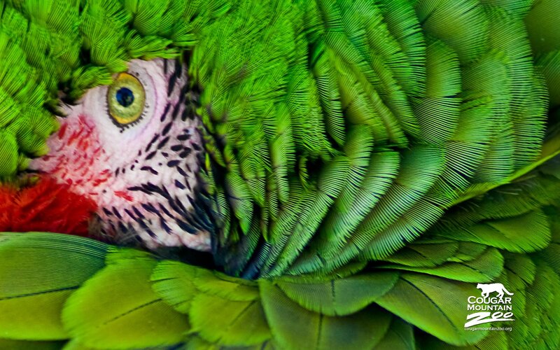 Close-up of a green parrot