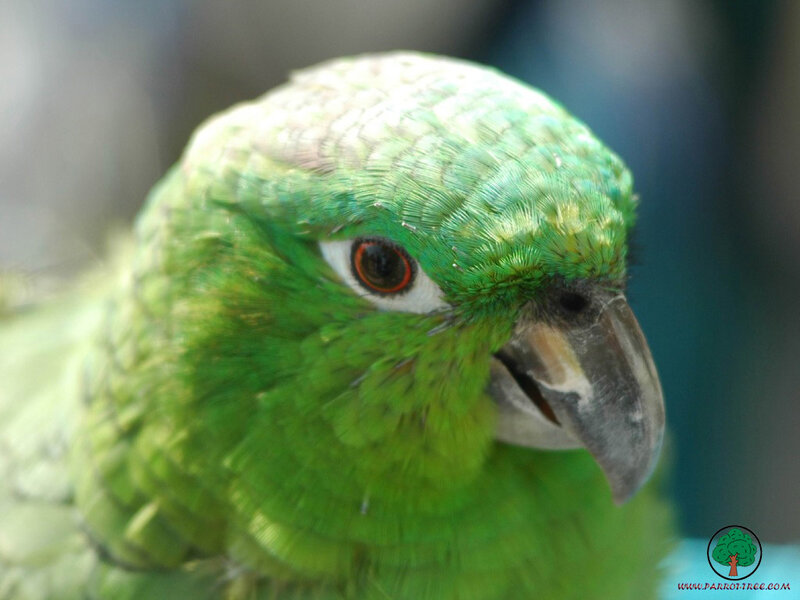 Close-up of a green parrot