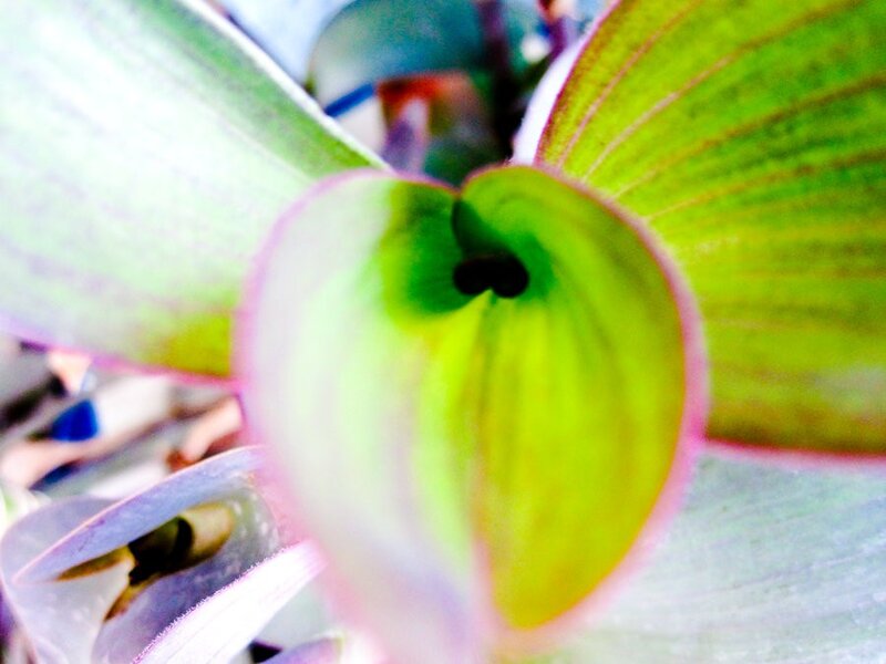 close-up of a green plant