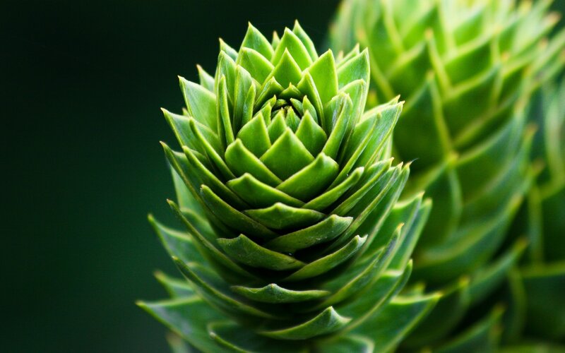 close-up of a green plant