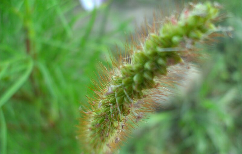 close-up of a green plant