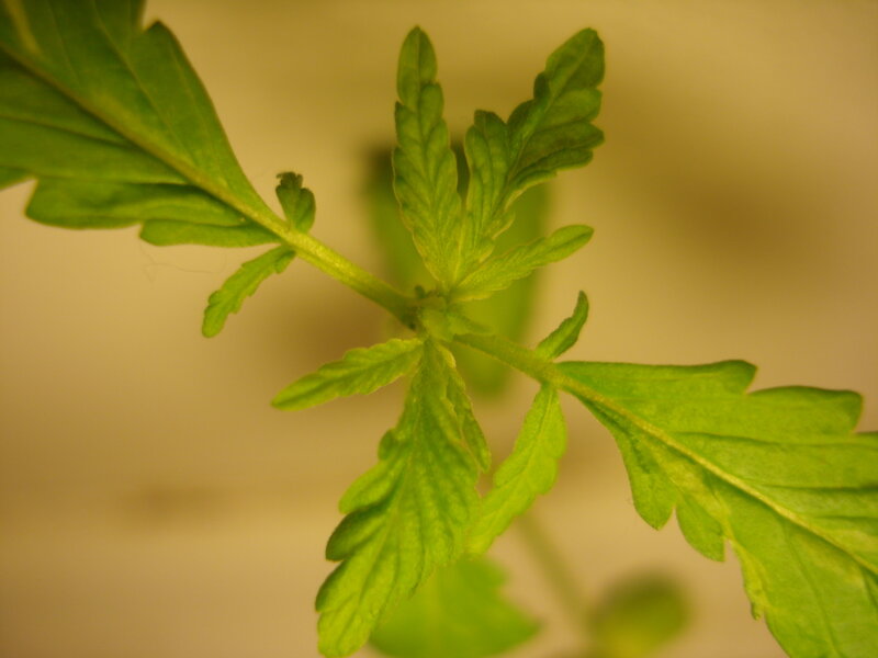 close-up of a green plant
