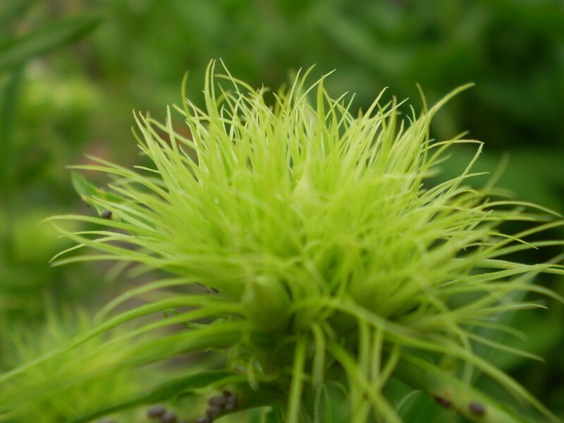 Close-up of a green plant