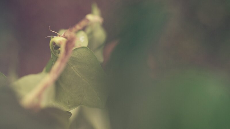 Close-up of a green plant bud