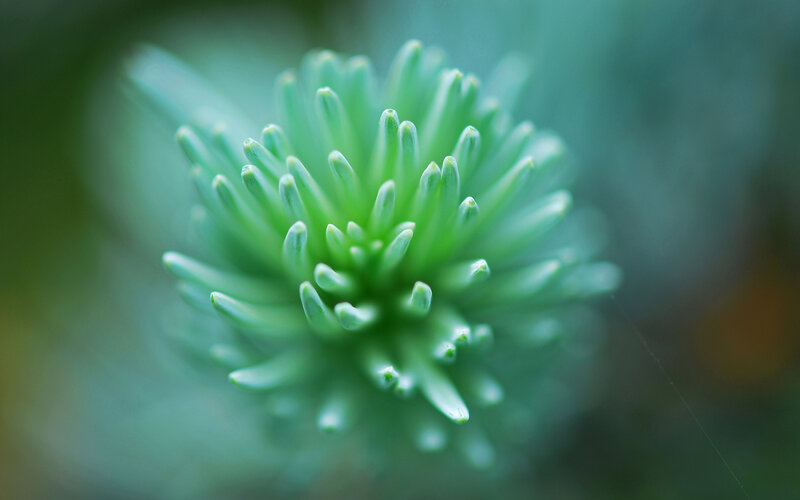 Close-up of a green plant bud