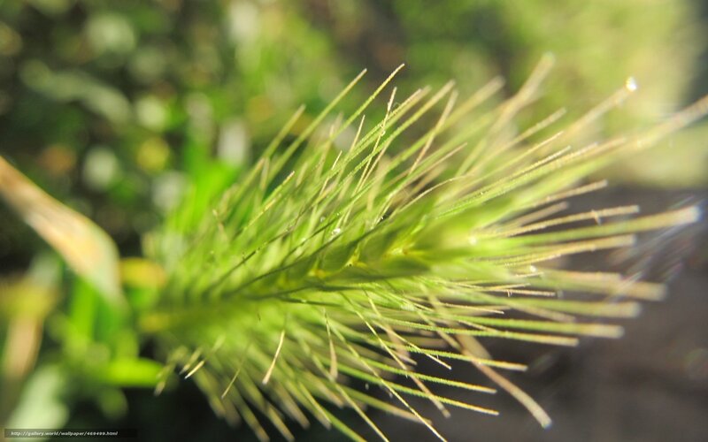 Close-up of a green plant spike