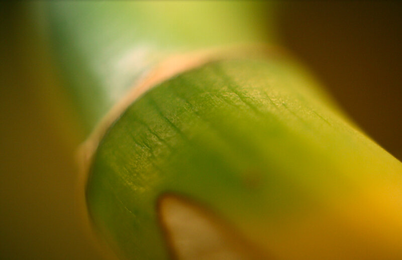 Close-up of a green plant stem