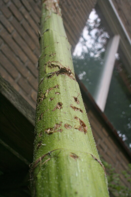 close-up of a green plant stem