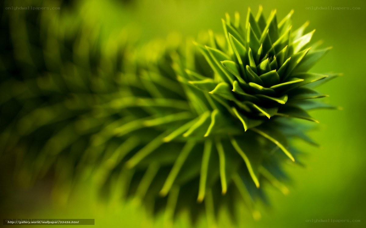 Close-up of a green plant