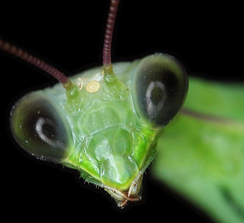 close-up of a green praying mantis