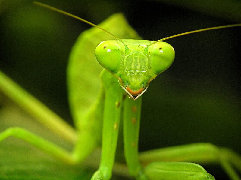 Close-up of a green praying mantis