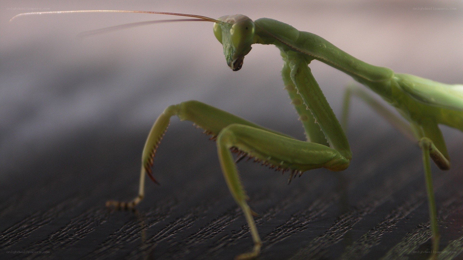 Close-up of a green praying mantis