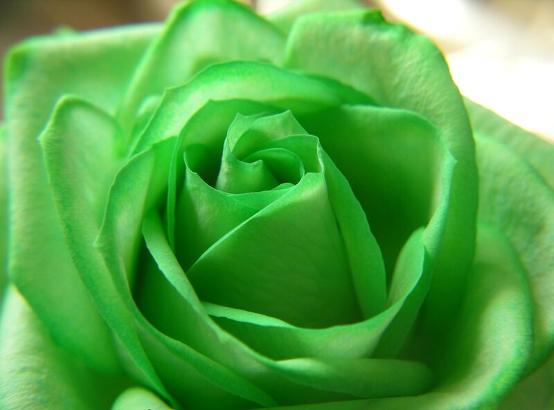 Close-up of a green rose