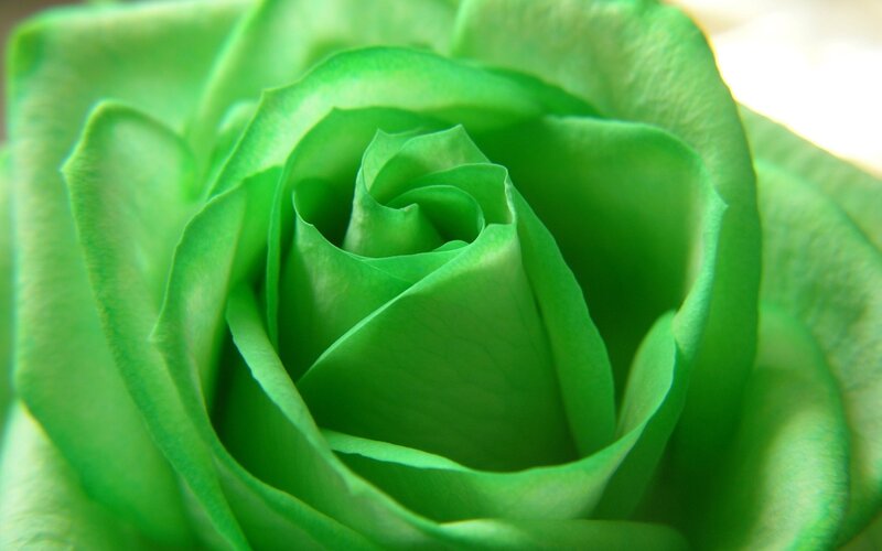 Close-up of a green rose