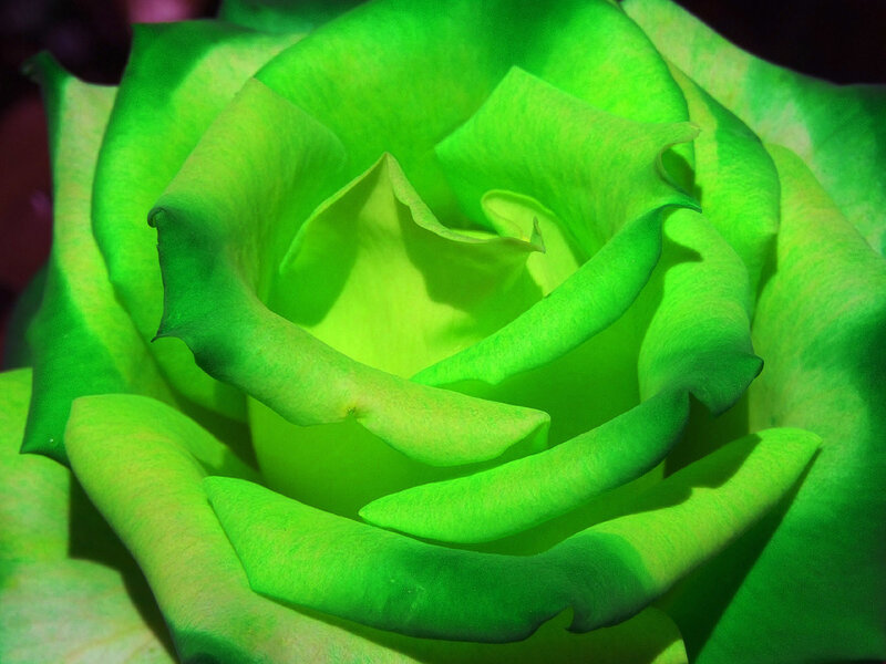 Close-up of a green rose