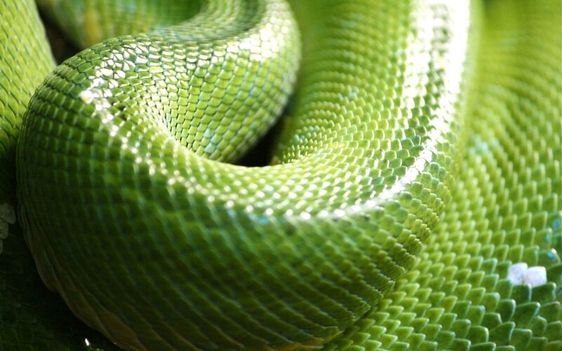 Close-up of a green snake