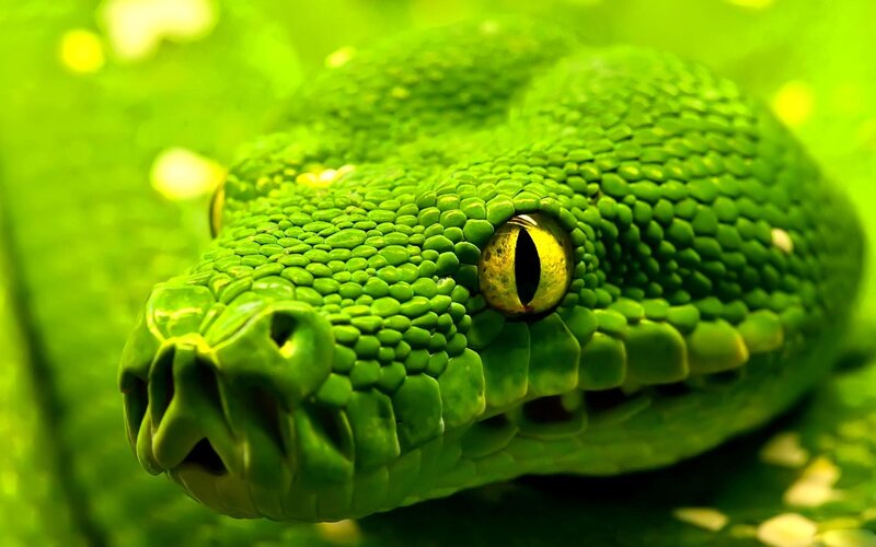 Close-up of a green snake