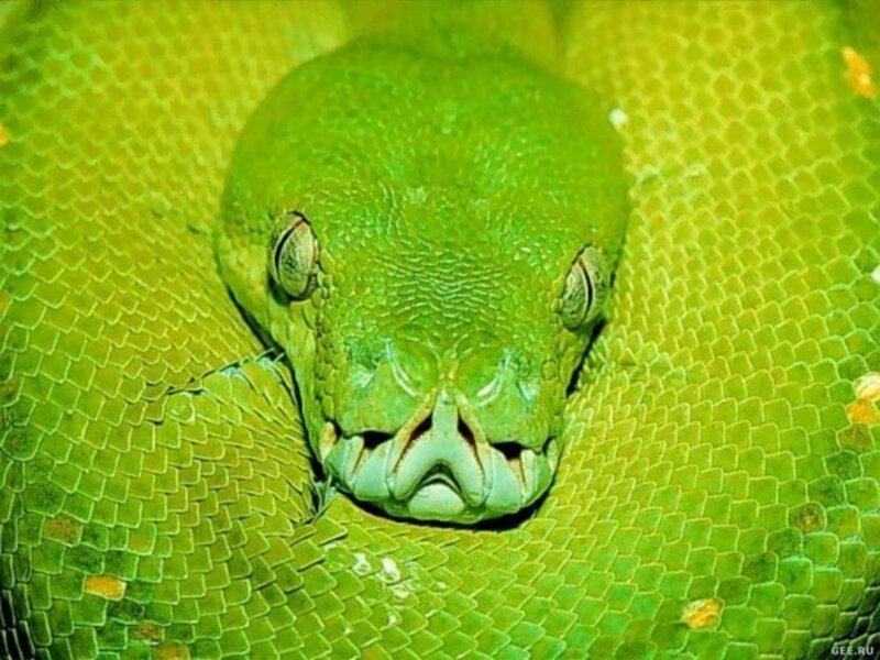 Close-up of a green snake