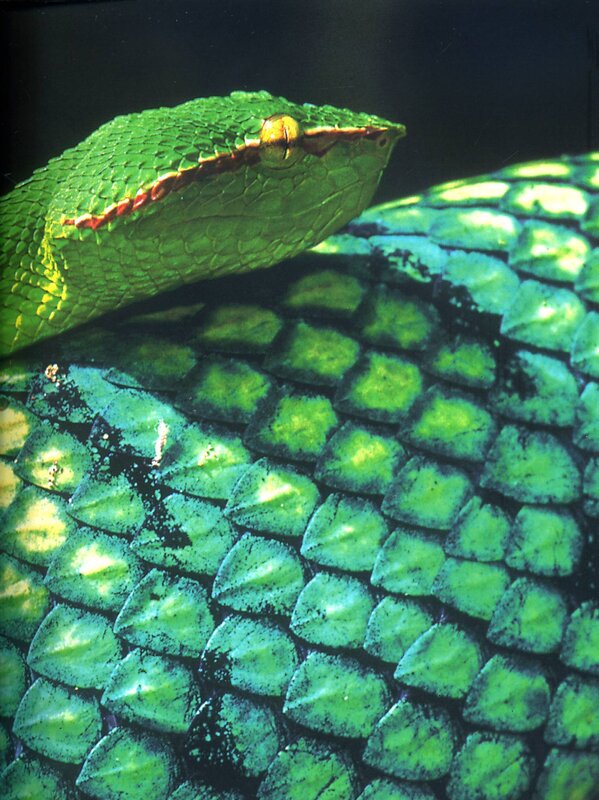Close-up of a green snake