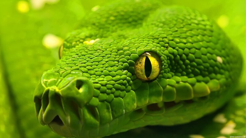Close-up of a green snake